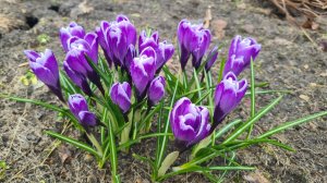 Рошальский ноктюрн. Дима поет...🙂👍