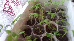 14.04.26 минус 6,восемь утра. Сибирь Кемеровская область.Все идёт как задумано. Рассада растет как н