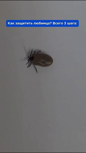 Клещи в городе?