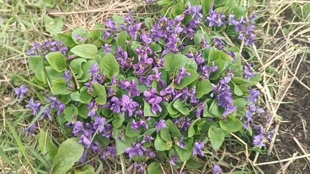 **ТЫ ОДНА ТАКАЯ**КОГДА ТЕБЕ ПЛОХО, ПРИСЛУШАЙСЯ К ПРИРОДЕ. ТИШИНА. ПРОБУЖДЕНИЕ. ПЕРВЫЕ ЦВЕТЫ....