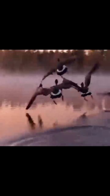 #утки #дикаяприрода #птицы #природа #fyp