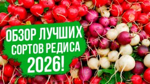 Обзор сортов редиса. Как правильно сеять редис. Уход, подкормки и борьба с вредителями.