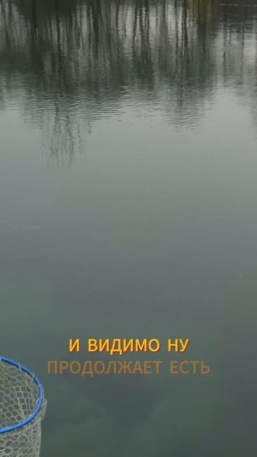 Блесна или резина?