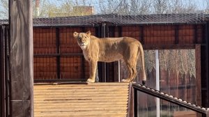 Киара не стесняется