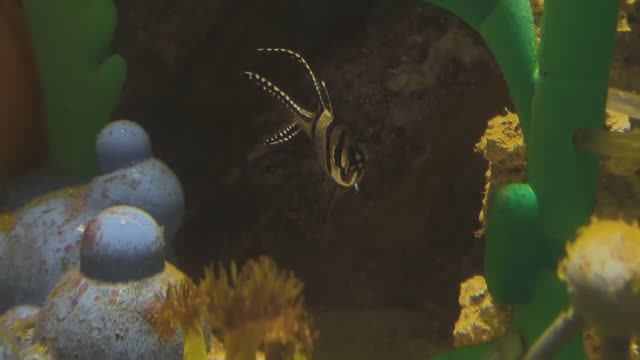 Тюлевый апогон Каудерна. Пархающая рыбка. Рыбки. Рыбы. Москвариум 2026