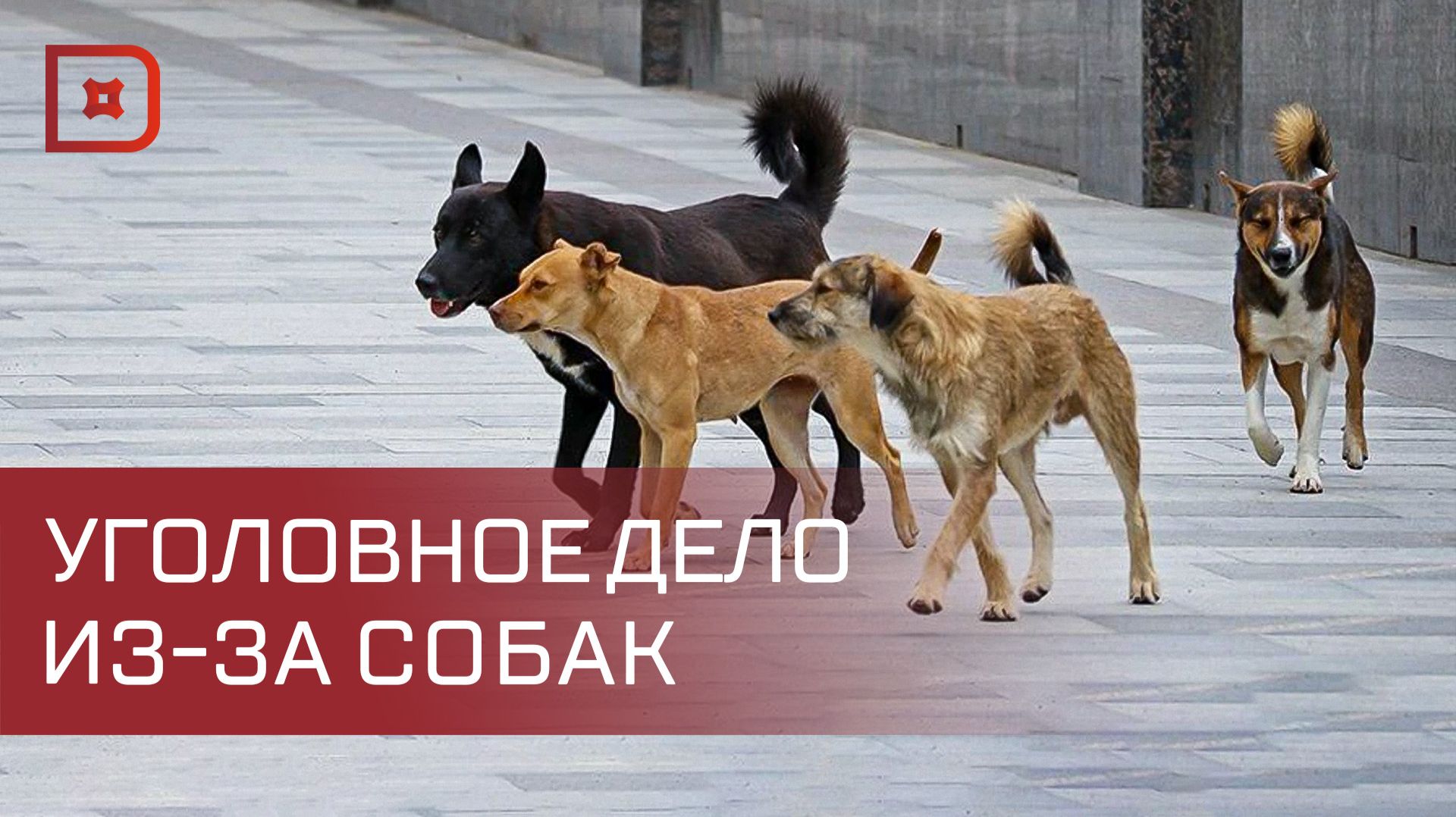 В Дагестане возбудили уголовное дело из-за серии нападения собак на жителей Каспийска