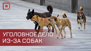 В Дагестане возбудили уголовное дело из-за серии нападения собак на жителей Каспийска