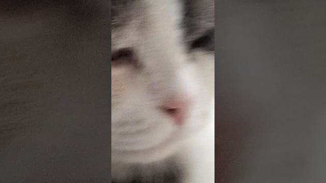 обзор на кота  немного игры про тачки пиэмжи драйв