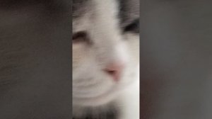 обзор на кота + немного игры про тачки пиэмжи драйв