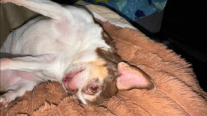 Доброго всем вечера и самой спокойной ночи.