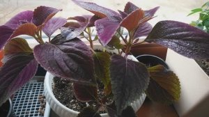 Домашний влог. Что на подоконнике, как готовлю нут ?