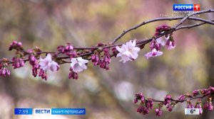 Вести Санкт-Петербург. Выпуск 07.35 от 14.04.2026