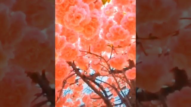 Гармония Любви