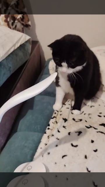 Баксик нашёл игрушку.