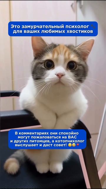 Психолог для ваших питомцев