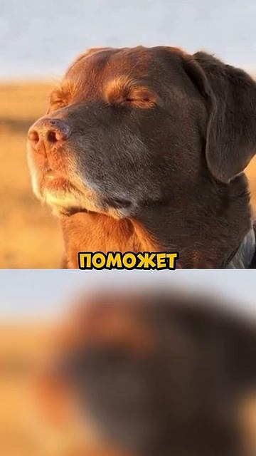 ДУШНИЛА  41  ДУШНИЛА