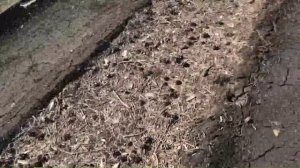 Первые работы на участке