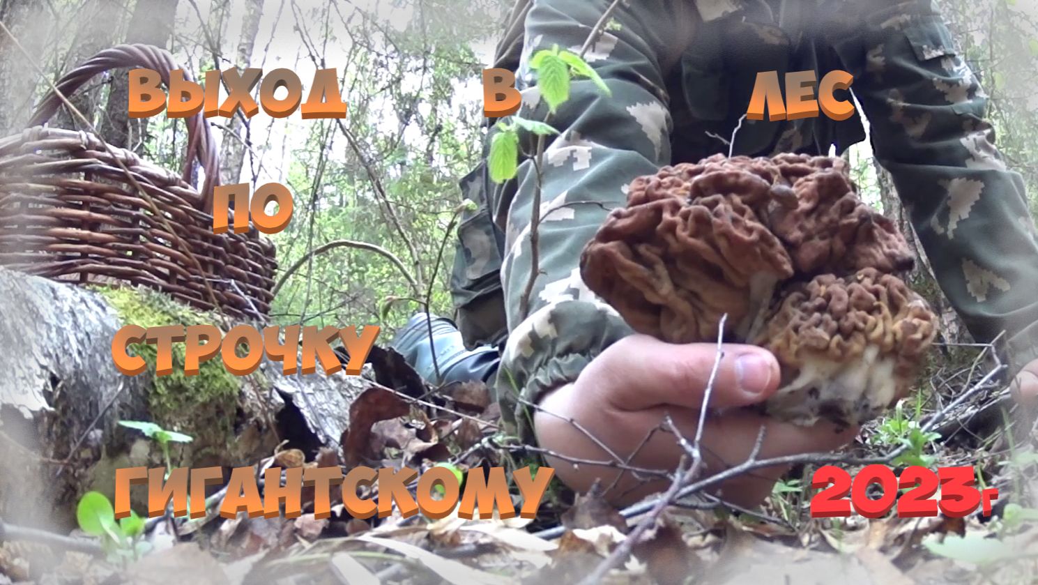 Выход в лес по строчку гигантскому 2023...