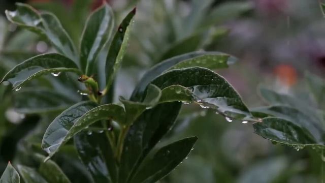 Засыпайте под звуки дождя в тихом парке