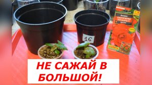 Бегония попрёт в рост! Секрет второй перевалки.