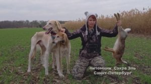 Охота с борзой Тазы, 2020 г.