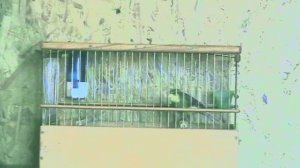 3. 22.02.26г. Пёстрый №266 15.06.2025г.р.