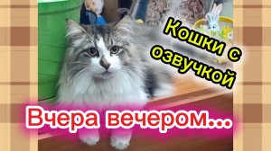 КОШКИ С ОЗВУЧКОЙ.