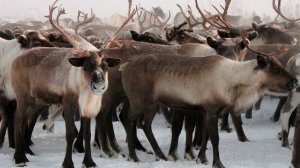 Производство Оленины на Ямале
