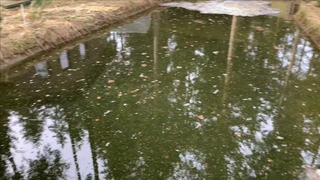 Новости с пруда.Лед почти сошел