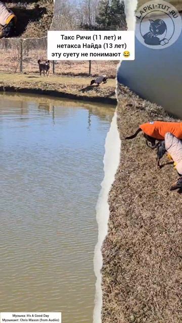 Гулять любят все, но по-разному 😂

#лапкитут #собаки #таксы #прогулка #смешныесобаки