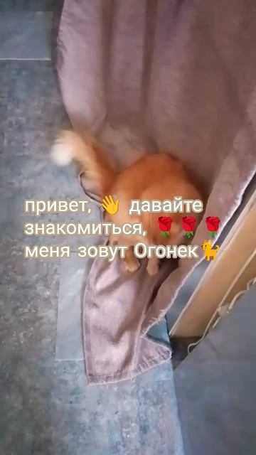 привет, 👋 я кот 😺 Огонек, моя,🐱 мамблогер,,и я,тоже решил быть им 🤭поставь мне лайк 🥰#кот#