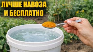 1 Ложку на ведро воды и земля как новая, плодородная, здоровая, для большого урожая на долгие года