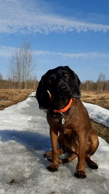 Баварская горная гончая Кейли из питомника 