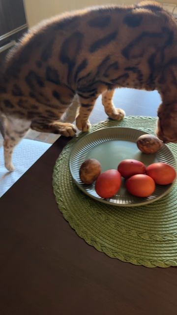 Кот — обожатель яиц