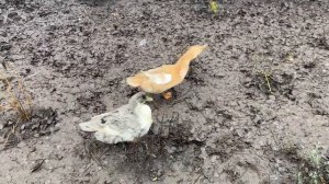 Утка Фаворит и не только!