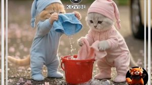 МИЛЫЕ КОТЯТКИ ПОМОГАЮТ СВОЕЙ БАБУШКЕ ПОМЫТЬ МАШИНУ!