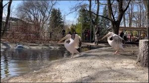 Выносите пеликанов!