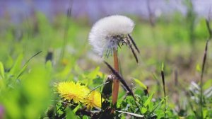 Анапа .Обстановка на пляже возле Анапки 14 апреля 2026 года // АНАПА, объектив ИНДУСТАР 61 ЛЗ в деле