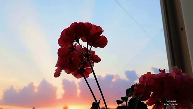 Лососевая Пеларгония 
В лучах заката