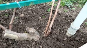 Весенняя обрезка и подвязка винограда, апрель 2026г.