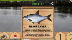 Как поймать Белоглазку на Карасёвом пруду | Реальная Рыбалка Andromeda