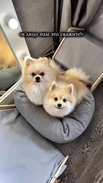 Они лишь часть твоей жизни, а ты для них и есть вся жизнь ❤️  

#блогертюмень #модельтюмень #померан