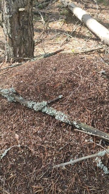 Весенний муравейник в лесу