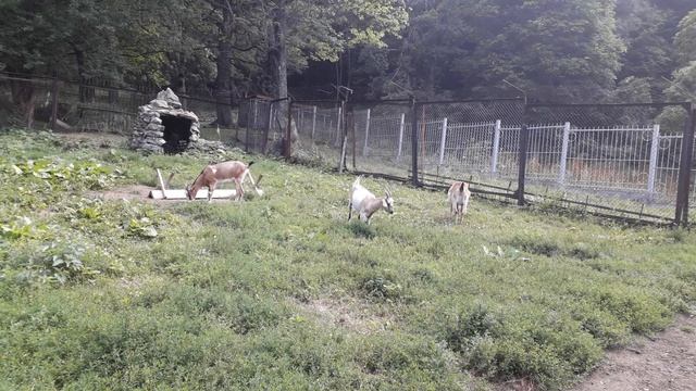 Куда поехать с детьми по России. Теберда. Знаменитый заповедник. Карачаевские козочки.