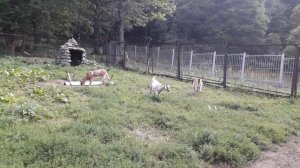 Куда поехать с детьми по России. Теберда. Знаменитый заповедник. Карачаевские козочки.