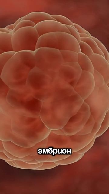 Как оценивают качество эмбриона