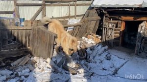 Человек собаке друг