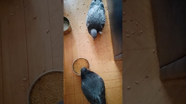 Птенец голубя меня бьёт! Умеет защищаться! Вот это я посмеялась от души над пискуном!