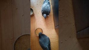 Гладиаторский бой с птенцом голубя! Вот это я посмеялась от души над пискуном!