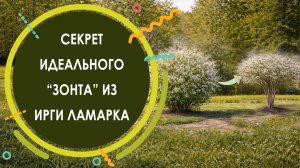 Как сформировать "зонтичную" крону у куста